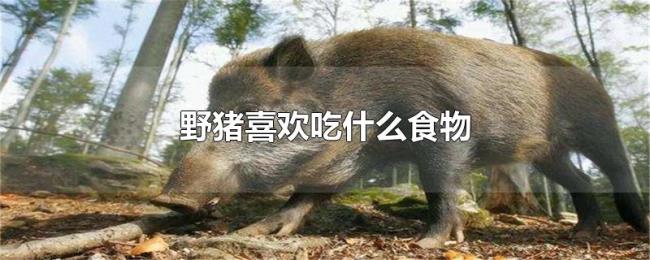 野猪喜欢吃什么食物