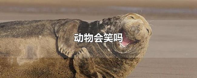 动物会笑吗 动物会笑吗