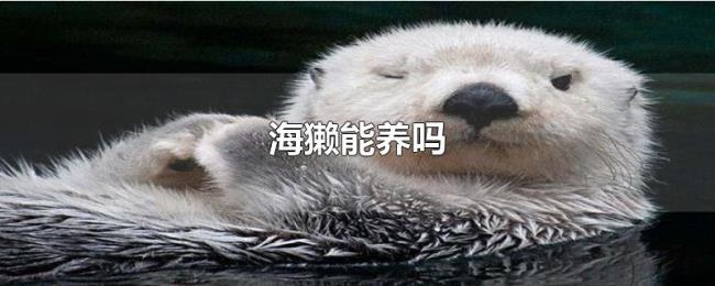 海獭能养吗 海獭能养吗