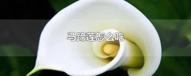 马蹄莲怎么吃 马蹄莲怎么吃