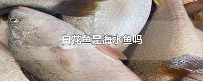 白花鱼是海水鱼吗 白花鱼是海水鱼吗