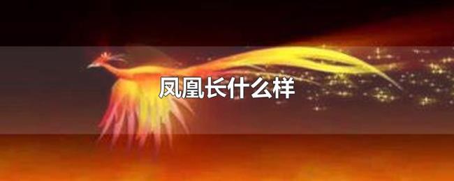 凤凰长什么样 凤凰长什么样