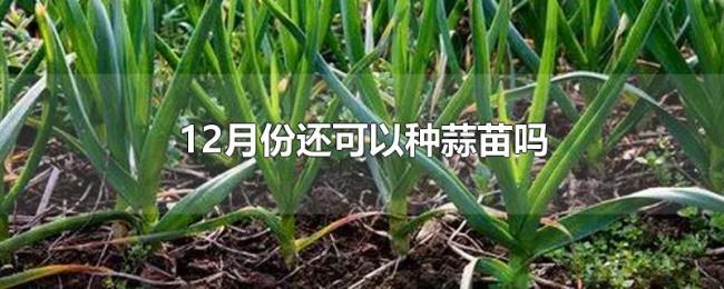 12月份还可以种蒜苗吗 12月份还可以种蒜苗吗
