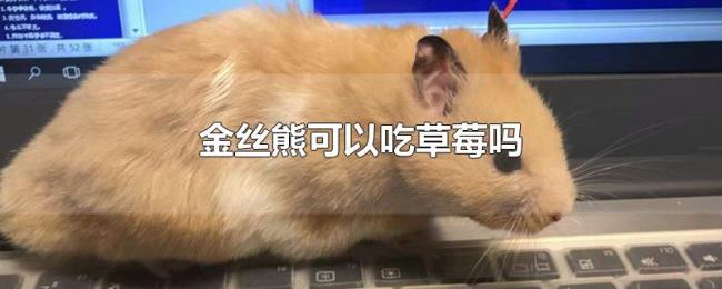 金丝熊可以吃草莓吗 金丝熊可以吃草莓吗