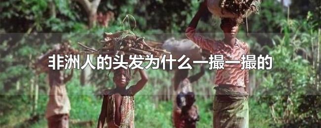 非洲人的头发为什么一撮一撮的 非洲人的头发为什么一撮一撮的