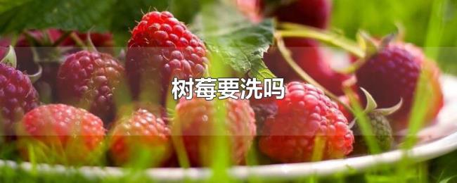 树莓要洗吗 树莓要洗吗