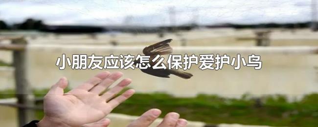 小朋友应该怎么保护爱护小鸟 小朋友应该怎么保护爱护小鸟