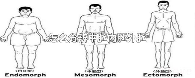怎么分辨中胚内胚外胚 怎么分辨中胚内胚外胚