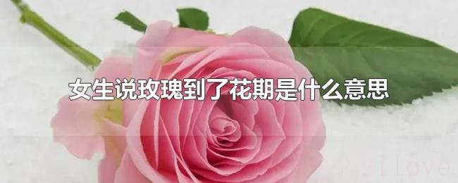 女生说玫瑰到了花期是什么意思