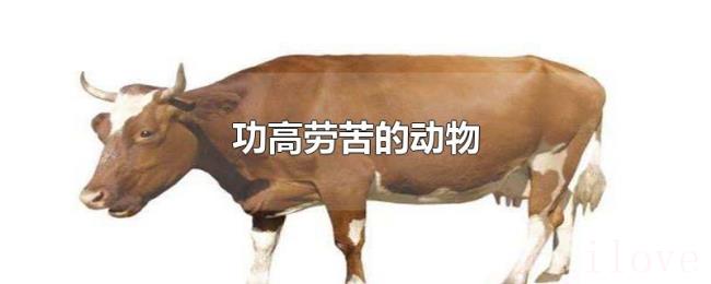 功高劳苦的动物 功高劳苦的动物