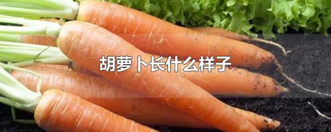 胡萝卜长什么样子 胡萝卜长什么样子