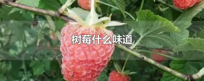 树莓什么味道 树莓什么味道