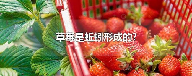 草莓是蚯蚓形成的? 草莓是蚯蚓形成的?