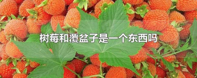 树莓和覆盆子是一个东西吗