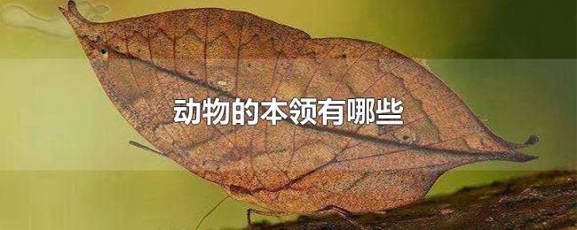 动物的本领有哪些