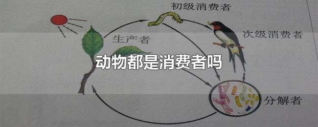动物都是消费者吗 动物都是消费者吗