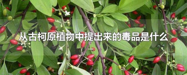 从古柯原植物中提出来的毒品是什么