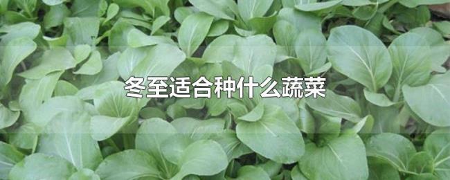冬至适合种什么蔬菜 冬至适合种什么蔬菜