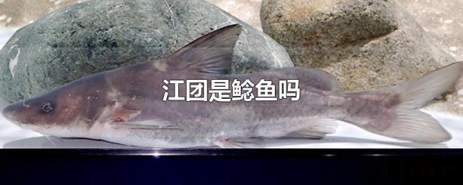 江团是鲶鱼吗