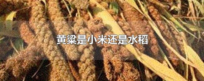 黄粱是小米还是水稻