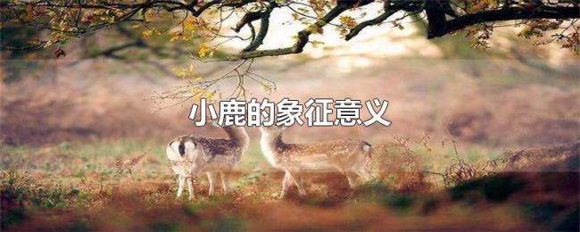 小鹿的象征意义 小鹿的象征意义