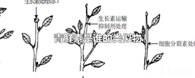 青鲜素是谁的类似物