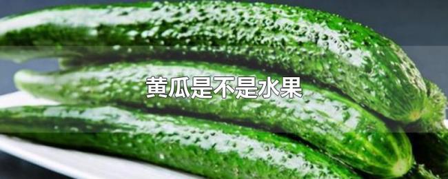 黄瓜是不是水果