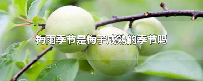 梅雨季节是梅子成熟的季节吗 梅雨季节是梅子成熟的季节吗