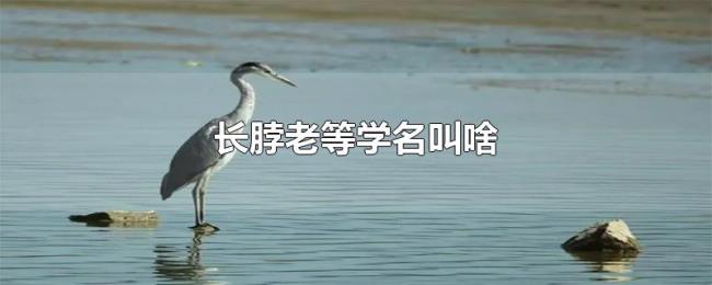 长脖老等学名叫啥 长脖老等学名叫啥