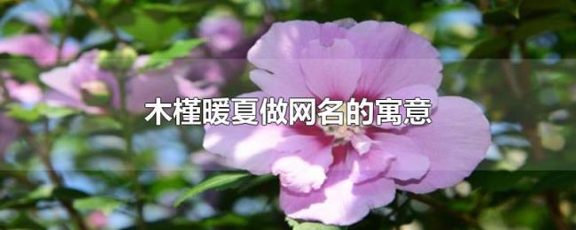 木槿暖夏做网名的寓意