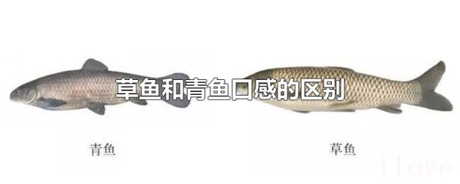 草鱼和青鱼口感的区别