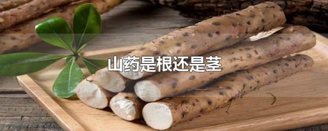 山药是根还是茎