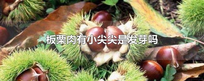 板栗肉有小尖尖是发芽吗