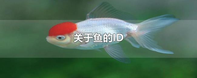 关于鱼的ID 关于鱼的ID