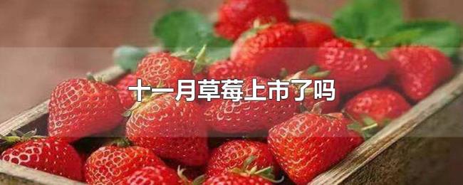 十一月草莓上市了吗 十一月草莓上市了吗