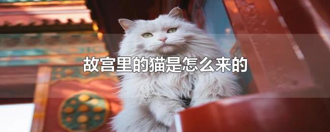 故宫里的猫是怎么来的 故宫里的猫是怎么来的