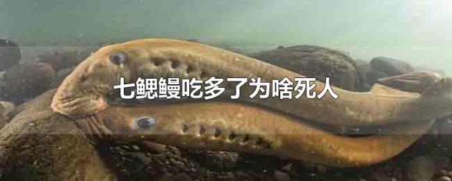 七鳃鳗吃多了为啥死人