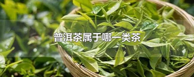 普洱茶属于哪一类茶