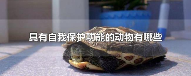 具有自我保护功能的动物有哪些 具有自我保护功能的动物有哪些