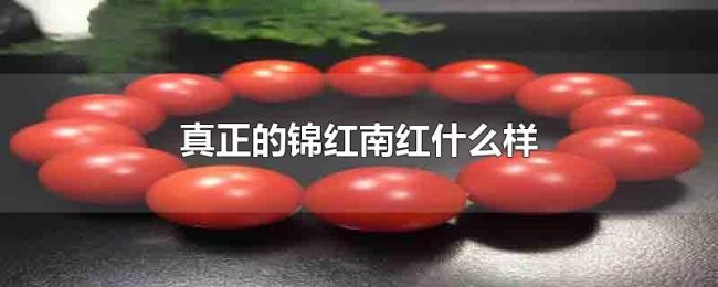 真正的锦红南红什么样 真正的锦红南红什么样