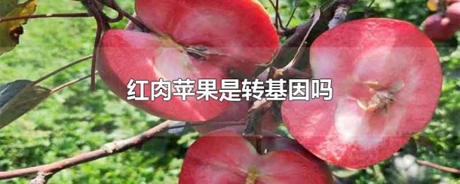 红肉苹果是转基因吗 红肉苹果是转基因吗