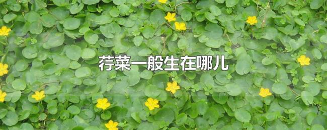 荇菜一般生在哪儿 荇菜一般生在哪儿