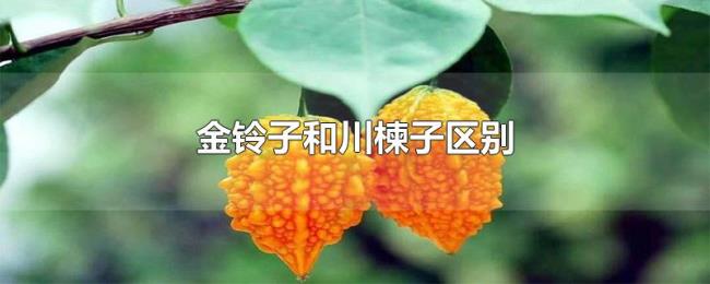 金铃子和川楝子区别 金铃子和川楝子区别