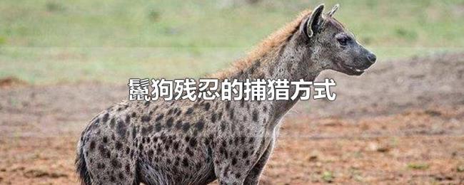 鬣狗残忍的捕猎方式