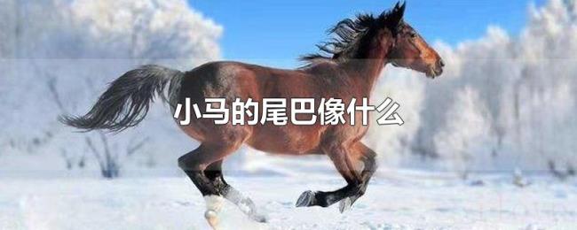 小马的尾巴像什么 小马的尾巴像什么