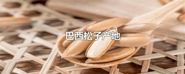巴西松子产地
