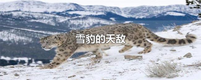 雪豹的天敌 雪豹的天敌