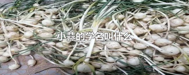 小蒜的学名叫什么 小蒜的学名叫什么