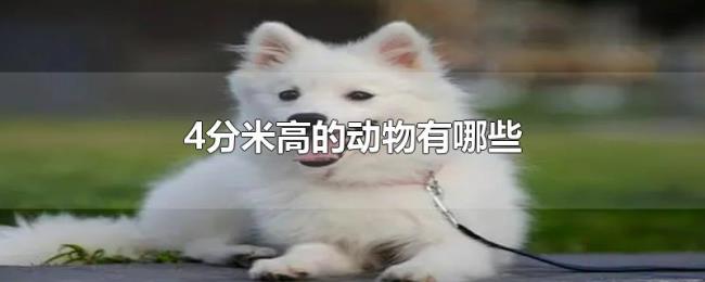 4分米高的动物有哪些