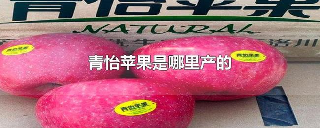 青怡苹果是哪里产的 青怡苹果是哪里产的